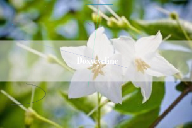 Doxycycline Doxycycline